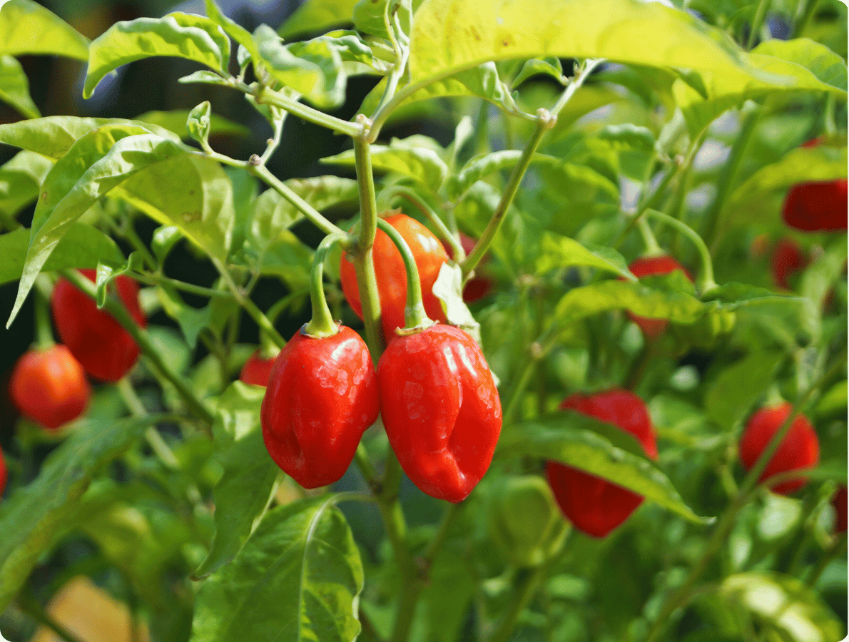 paprika pálivá 2